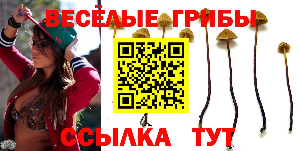 Псилоцибиновые грибы Cubensis  Вход с VPN  Звенигород  Псилоцибиновые грибы Psilocybe 